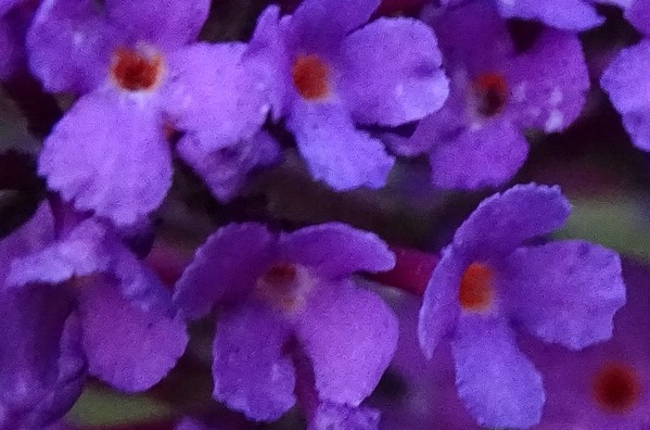 Imatge buddleja