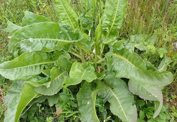 foto rumex